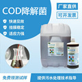 厂家直供COD降解菌 污水处理生物法降解氨氮COD去除菌剂