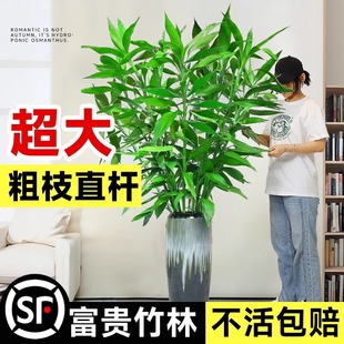 Indoor Large Lucky Bamboo with Roots for Hydroponic Cultivation, Suitable for Living Room, Large Potted Plant for Attracting Wealth, Easy to Care for All Seasons