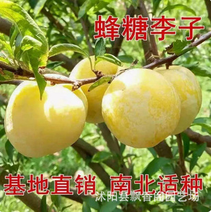 �ش����������̖����箔��Y���޽ӳ����ͺ�����7̖���Ә���
