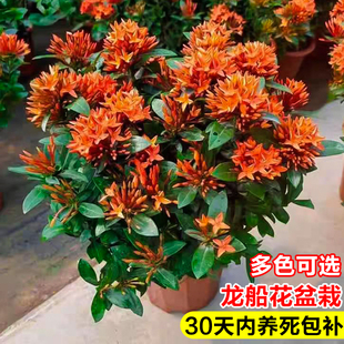 ���������Ԏ������̨����ֲ�ｑ����ͥԺ�쾰�Gֲ���B�r�����l