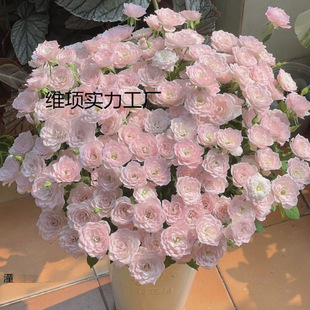 ϡ�ж��^õ�廨����õ�����ֱ�l���l�r���������滨ƿ�廨ˮ�B��