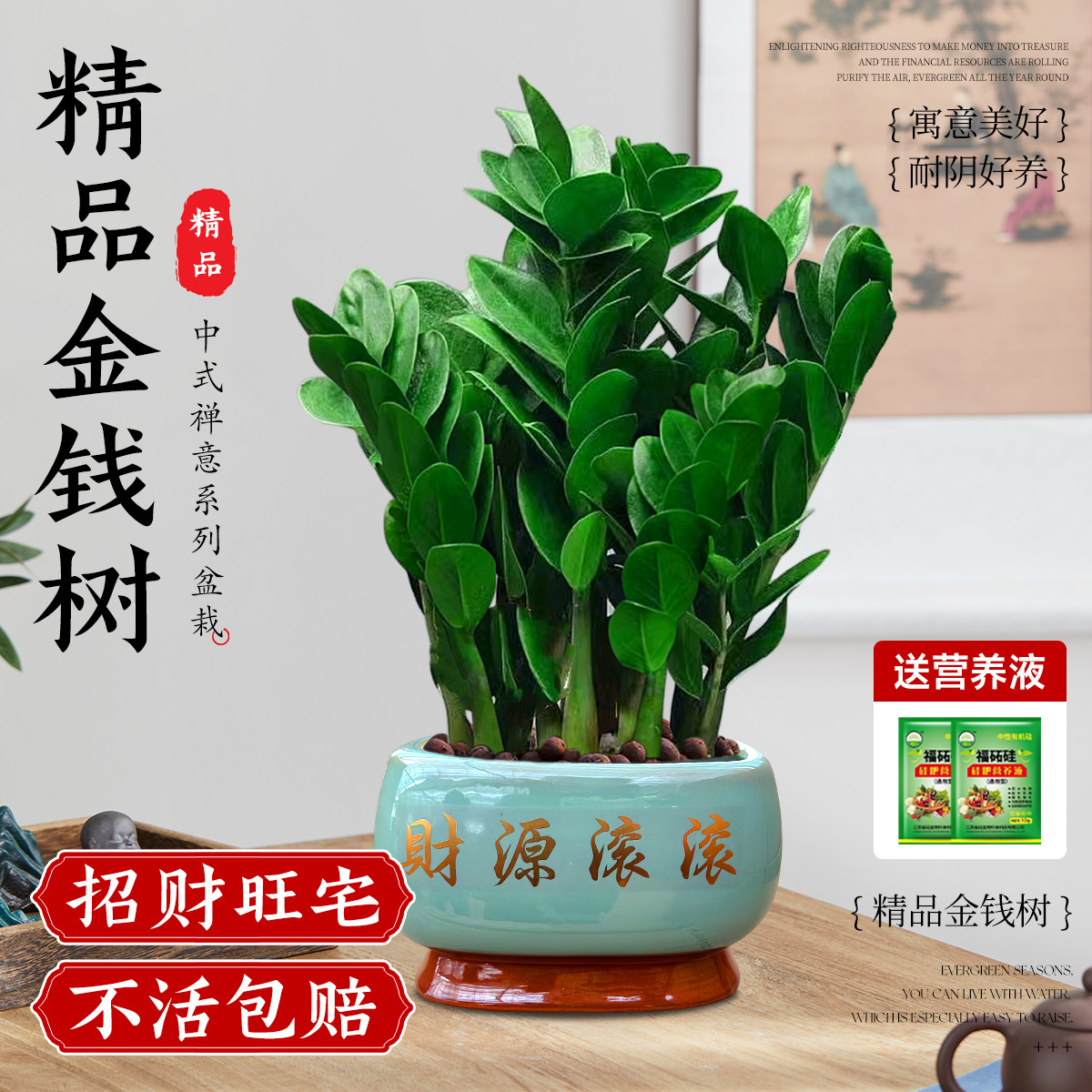 [Gambar utama yang subur] A-level pot besar dan besar pohon uang 35-40cm8-12 strain (uang bulat bergulir)