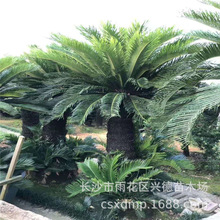 湖南苏铁批发 杆高30-100公分大铁树苗木 苏铁盆景 规格齐价格低