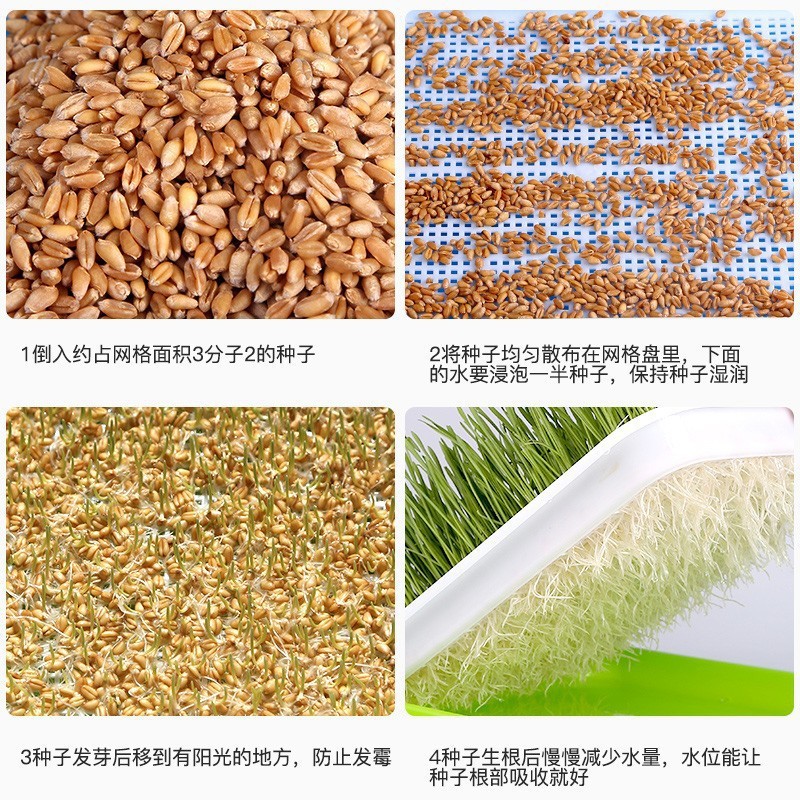 Hierba para gatos Juego de plantación de semillas de hierba para gatos hidropónica Crema para eliminar la piel para gatos Bolas para eliminar semillas de hierba para gatos Aperitivos para gatos Menta para gatos