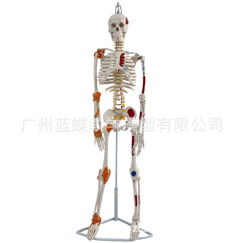 85CM���弡������ṹ�ʹ�ȫ���Ǽ�ģ�Ϳɲ�ж��׵�٤С������