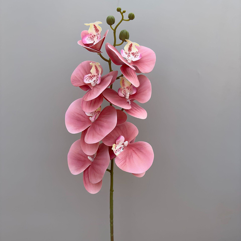 3D 호접란 7개 머리-호박색