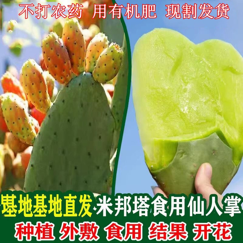 Fresh Leaves of Mibonta, Edible Cactus, Medicinal External Application, Raw Eating, Succulent Potted Green Plants, Special for Beauty External Application