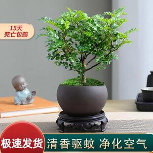 �������ľ��ò�����ֲ�������҃ȿ͏d�k��������С�Gֲ���ܺ��B