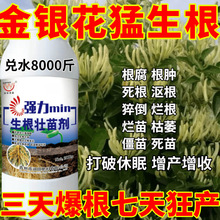 金银花进口生根粉生根壮苗剂速效生根液大树移栽植苗木扦插月季果