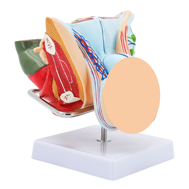 ����������ֳ����ģ�� ��̬������ֳ����ģ�� غ��ģ�� ����ģ��