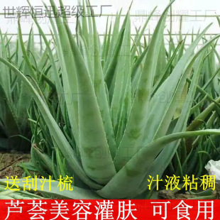 庫拉索蘆薈盆栽 美容蘆薈植物食用蘆薈綠植蘆薈苗蘆薈美容院專用