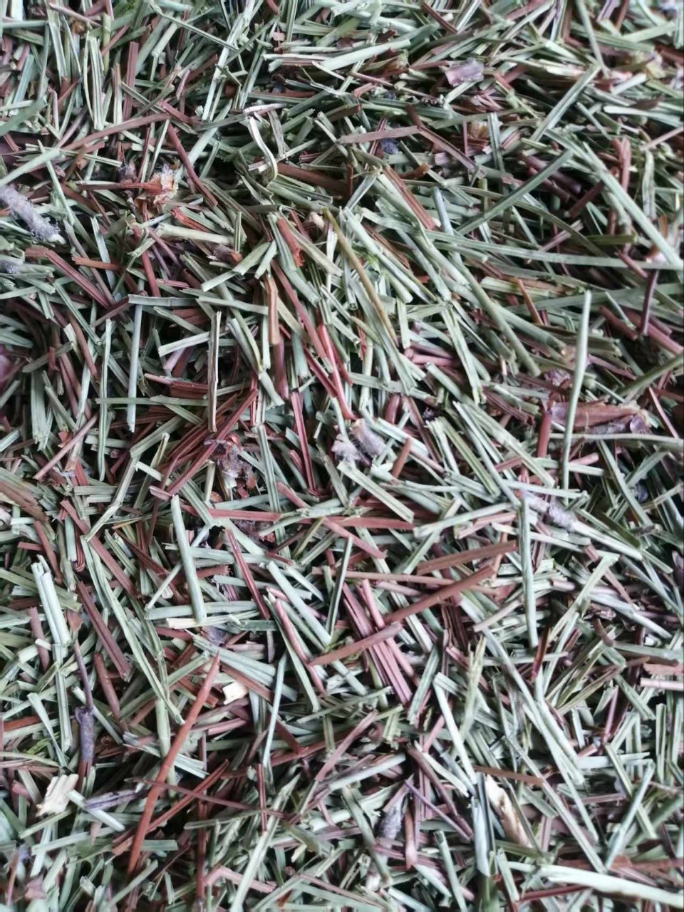 Pine Needles (Pinus massoniana) — Dried Cut Food Herb, 500g overview