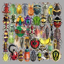 50��͸�����x�N��PET��ͨ��֫�����T�f�֎��ز�DIYĦ��܇�N��