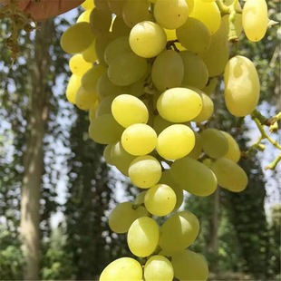 [Nursery Direct Sales] Nuclear White Chicken Heart Grape Seedlings High Quality White Chicken Heart Shandong Grape Seedlings First-Class Seedlings