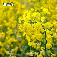 观赏油菜花种子油菜籽彩色庭院绿化护坡打造花海高产榨油