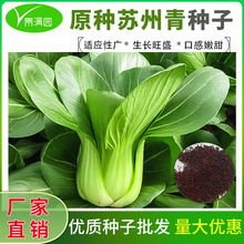 原种苏州青种子种籽正宗上海青约毛菜四季籽种冬季蔬菜孑菜籽南方