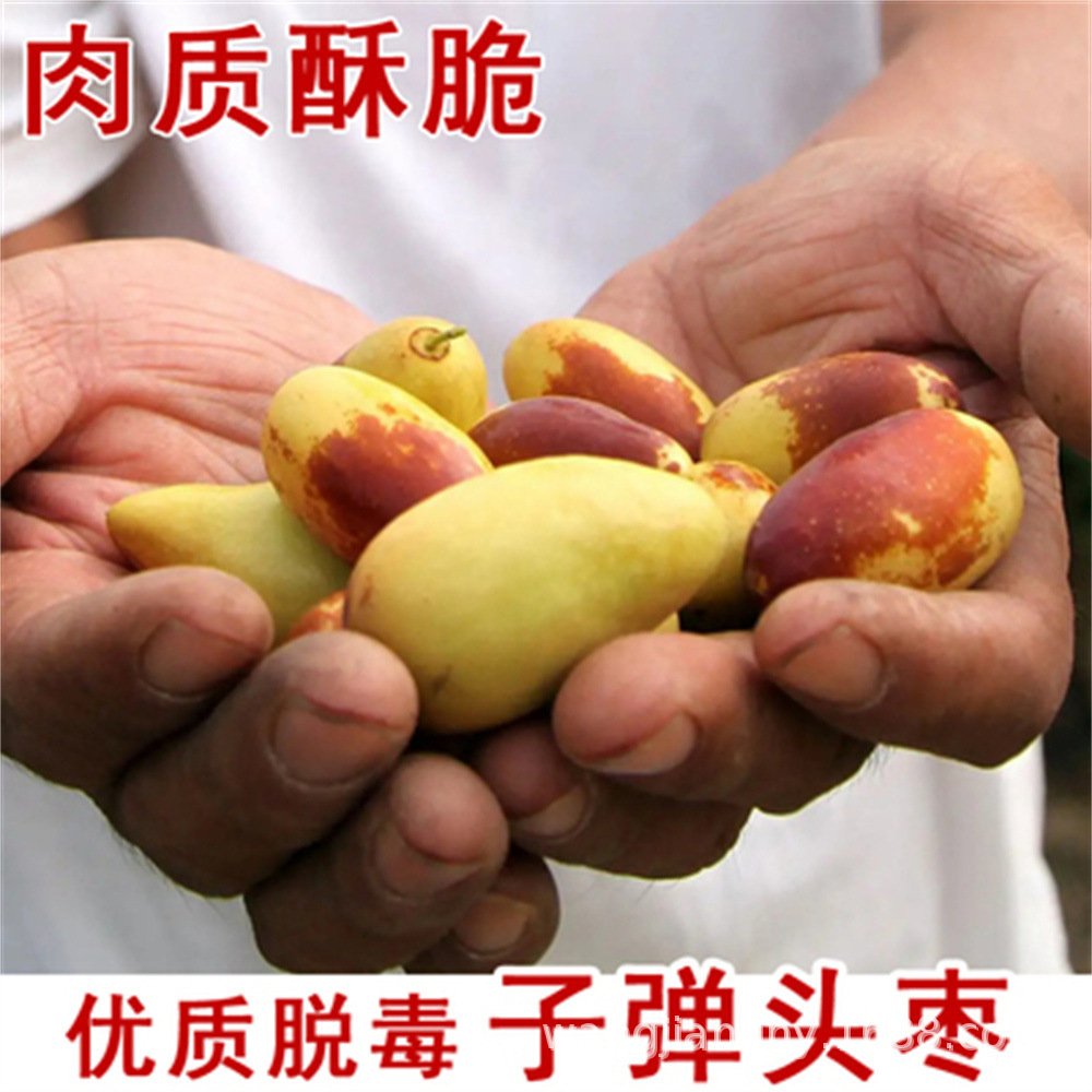 子弹头大枣树苗台湾青枣树果苗牛奶苹果枣苗树苗枣树盆树果苗跨境