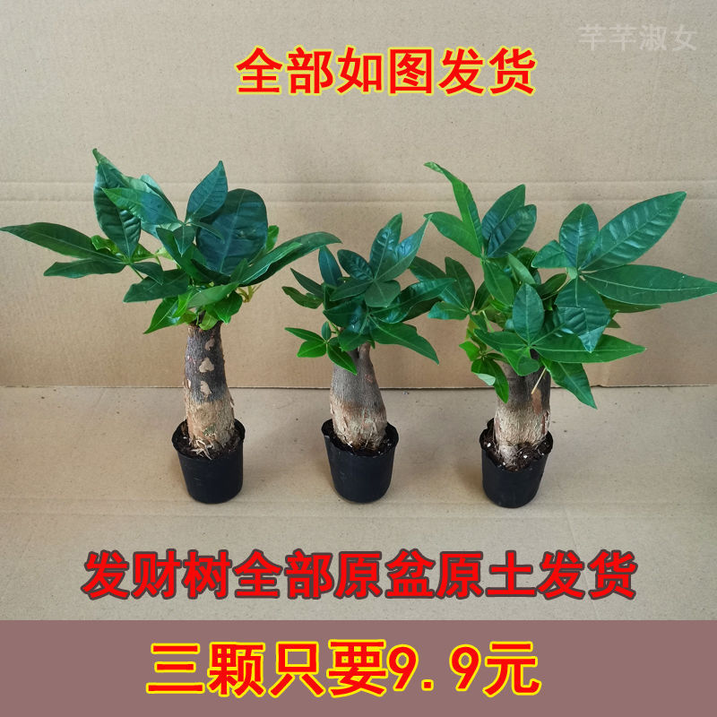 Money Tree Potted Plants Indoor Flower Potted Green Plants Money Tree Pothos Kindergarten Air Purifying Green Plants