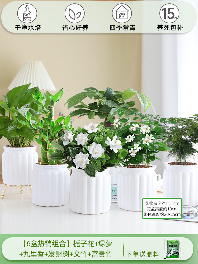 [6 화분 핫셀 조합] 치자나무 + 청무 + 구리향 + 돈나무 + 아스파라거스 + 행운죽