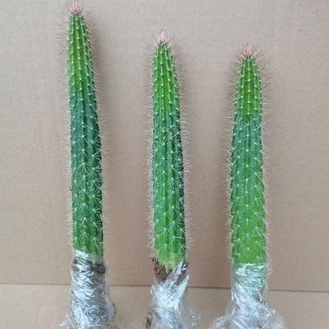 有根红尾柱好养易活仙人掌类植物盆栽阳台懒人绿植防某射