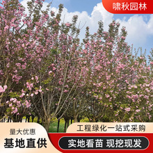日本樱花树苗吉野樱花苗园林绿化工程种植庭院地栽日本樱花树苗