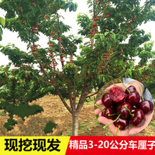 һ�����l܇���Ә����ش���ҹ������Ϸ������NֲͥԺ������ҹ���