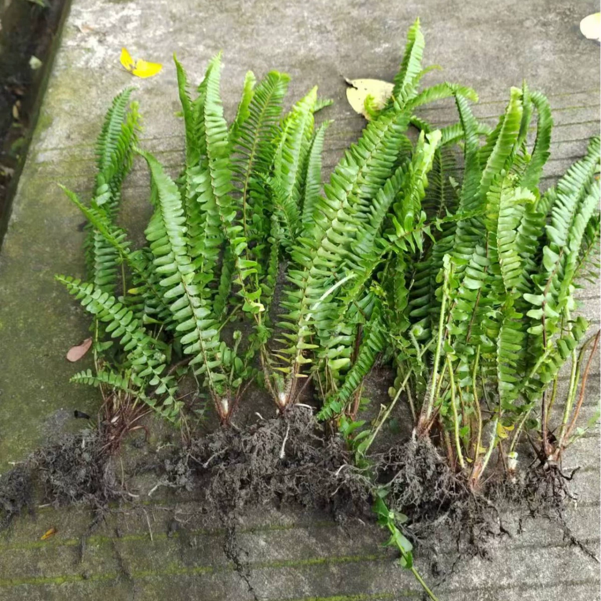 Саженцы папоротника, зеленые растения для озеленения, оптом, декоративные папоротники для дворов, саженцы в горшочках