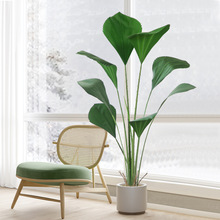 北欧ins风落地仿真绿植假植物盆栽苏门答腊棕树室内客厅装饰盆景
