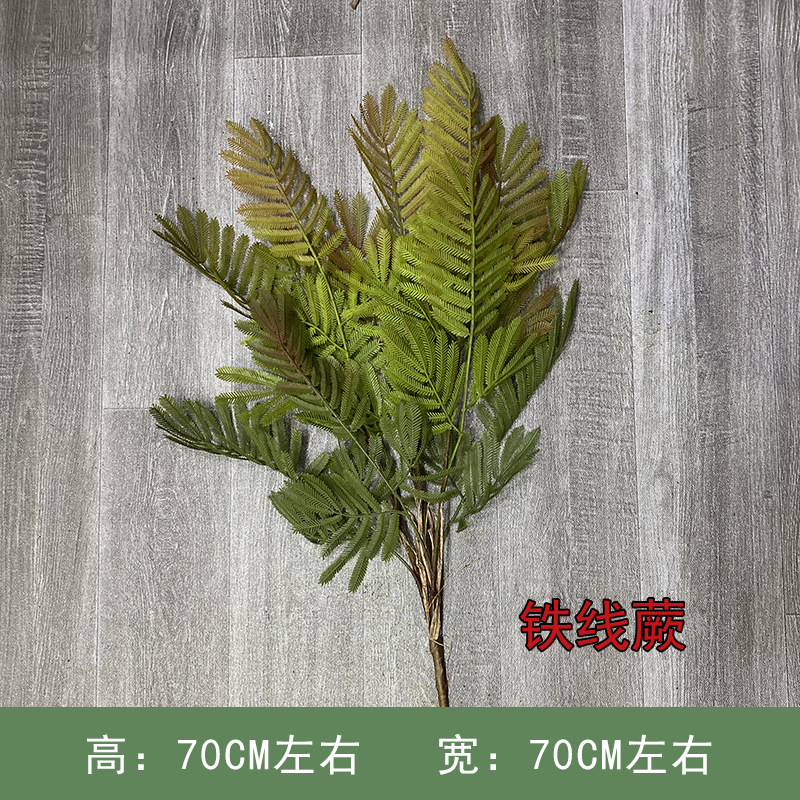 Adiantum