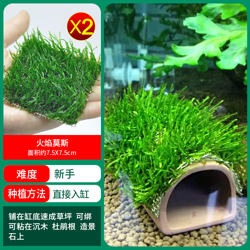 불꽃이끼 1샷 2샷 구매