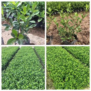 �����d�ӻ� ��С�~�d�ӻ� ���� �������� �G������