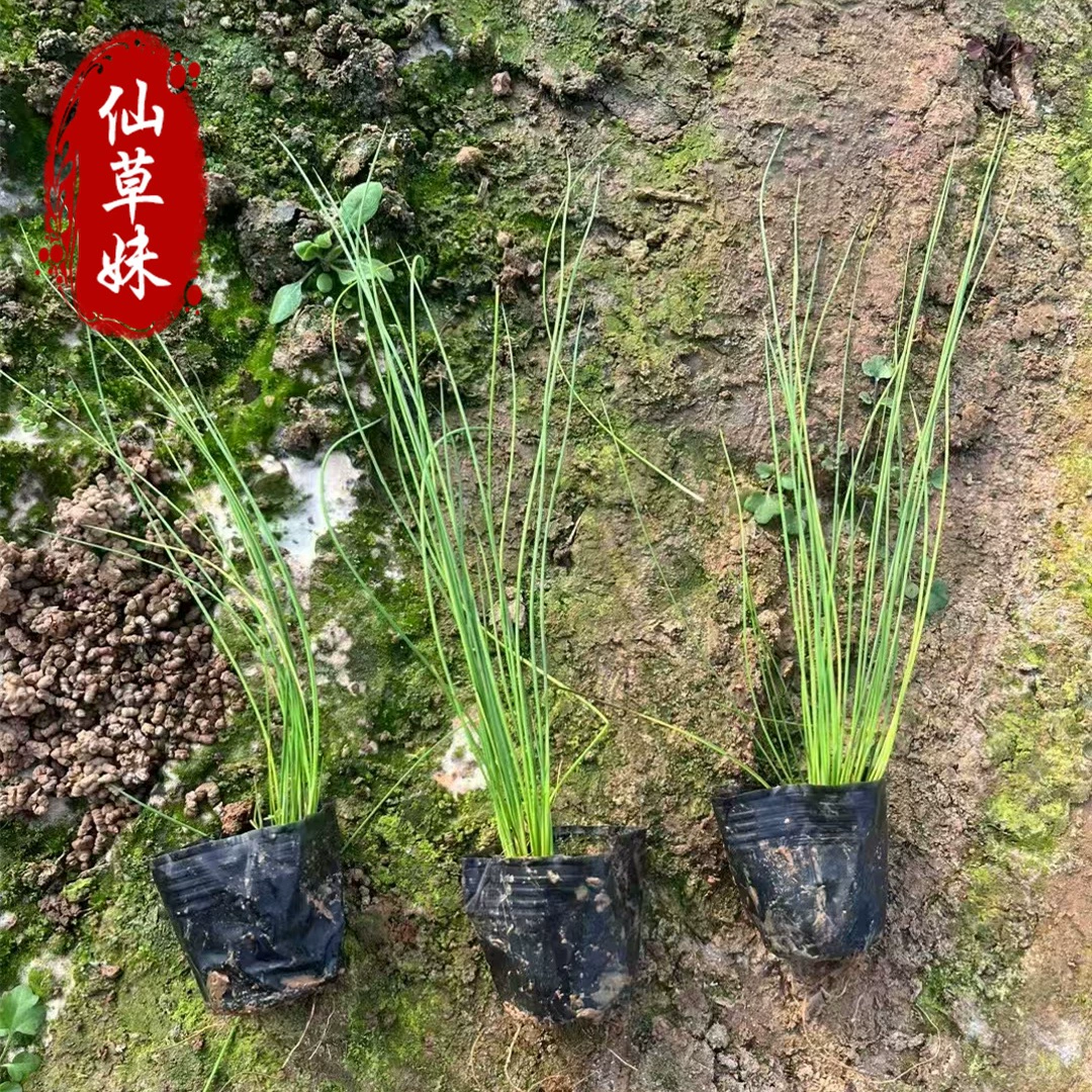 Рассада кордовы, зеленые растения во дворе, зеленые растения, посаженные в землю, горшечные растения, саженцы, рассада кордовы, дизайн цветочной грядки с кустарниками