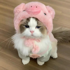 猫の帽子、かわいい子豚の帽子、ペットの子犬、マルチーズ、ヨークシャービション、かわいい写真