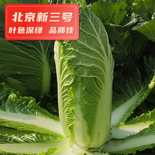 �x���Ʊ�������̖��ײ˷N�� 10g�＾�ײ˷N�� �r���׷N�߲˷N��