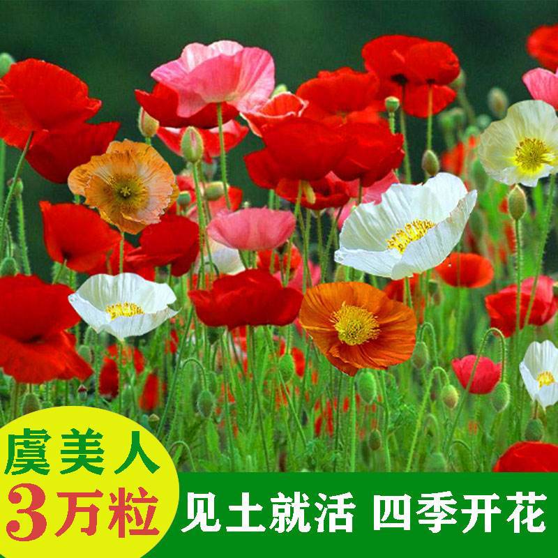 虞美人花种籽格桑花种七彩花苗四季开花易种太阳花花籽室内外庭院