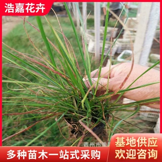 火焰狼尾草现货 紫穗狼尾草 观赏草花海景观绿化 水生植物