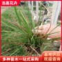 绿化花海火焰水生狼尾草