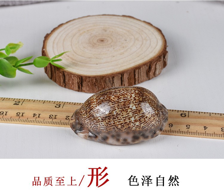 Zi Bei Chi (Concha Mauritiae) — Dried Purple Cowrie Shell Pieces, Traditional Mineral Herb specifications