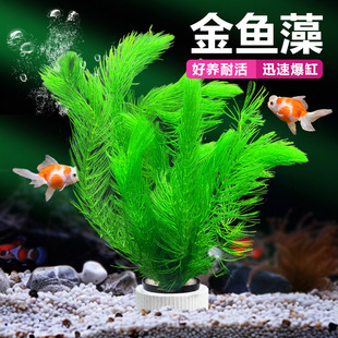 ���~�����ֳ�Ʒˮ���~���쾰���ѷ�ֳ����ˮ�|�׻�Gֲ��ˮˮ����