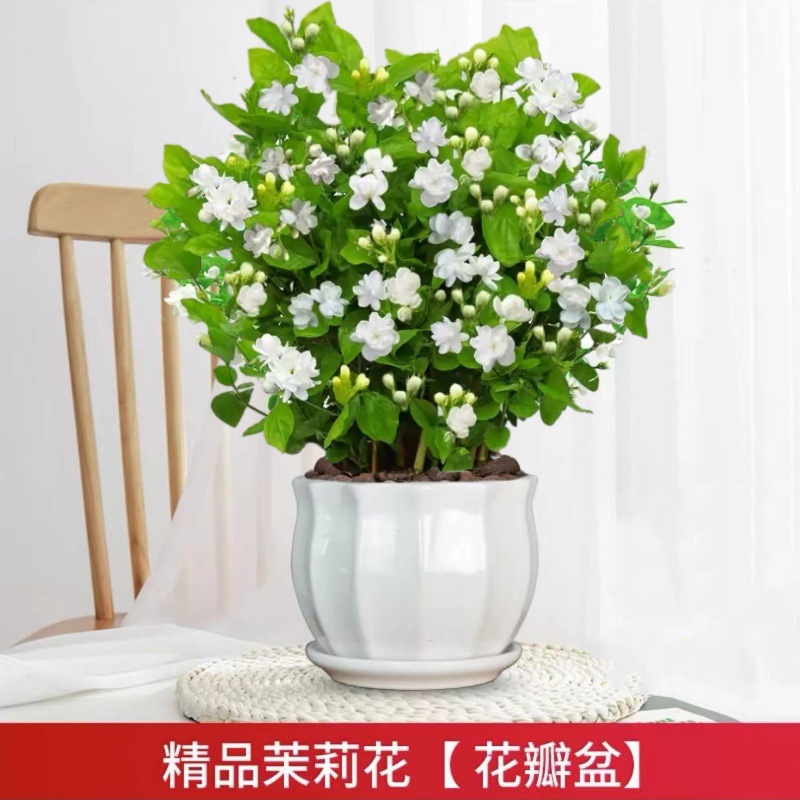 [hot selling] 10 selected jasmine seedlings (large petal ceramic pots) with free nutritional fertilizer