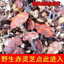 Ұ`֥`֥֦ԭʼɽԲɼҰ`֥ݾa΢