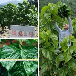 Mulberry Tree Seeds with Large Leaves, Qiangsang No. 1, Feed Mulberry Seeds, Mulberry Tree Seeds for Planting in All Seasons, Mulberry Seeds for Raising Silkworms