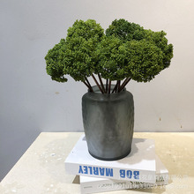 ���滨���ϻ����l�͏d�b廨���ͻ��Gɫֲ��G�������С����