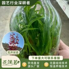 ��ʯ�� 4028 ���ütƿ���׳ɻ�M��С���҃������Ի�������r��