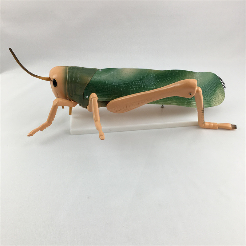 蝗虫解剖模型J33101初中高中生物实验器材中学教学仪器教学演示