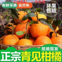 正宗四川爆甜青见38号果冻橙柑橘新鲜手剥橙子应季水果10斤批发