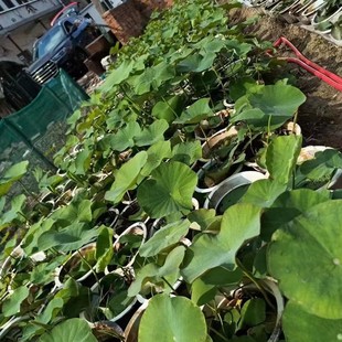 [Large Sales at the Base] Water Lilies/Aquatic Plants/High Survival Rate/Healthy Root System/Comprehensive Variety