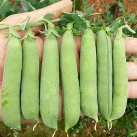 批发台湾长寿豆仁甜脆青豌豆种籽散装豌豆种籽四季甜豌豆种子蔬菜