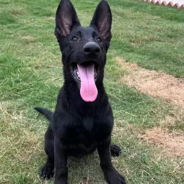 批发纯种东德牧羊犬幼犬东德牧羊犬批发价格宠物东德牧羊犬宠物狗