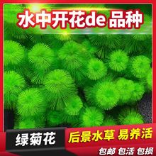 鱼缸水植物真绿菊绿植增氧后景水无需二氧化碳懒人鱼缸造景厂批发